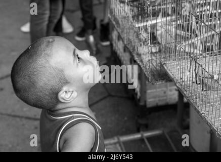 9 gennaio 2016 - l'Avana, Cuba: Un giovane ragazzo guarda in una gabbia di uccelli su una strada dell'Avana. (Liz Roll) Foto Stock