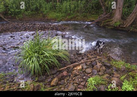 La collie del bordo bianco e nero si raffredda in un torrente poco profondo. Caparra, nuovo Galles del Sud, Australia Foto Stock