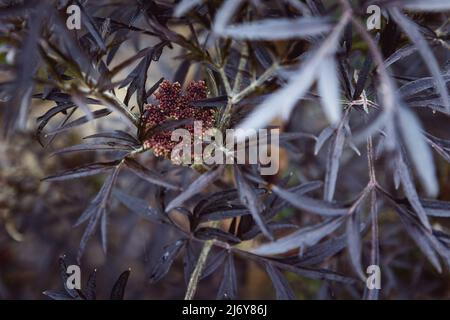 Primo piano di un anziano nero (Sambucus Nigra) che inizia a fiorire in primavera in un giardino britannico, Regno Unito Foto Stock