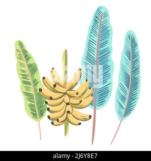 Ramo di banane mature con foglie. Illustrazione vettoriale disegnata a mano isolata su sfondo bianco. Illustrazione Vettoriale