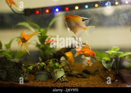 Acquario con pesci d'oro all'interno Foto Stock