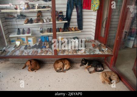 Cani che dormono sdraiati sul marciapiede di fronte ad un negozio a Matanzas, Cuba. Foto Stock