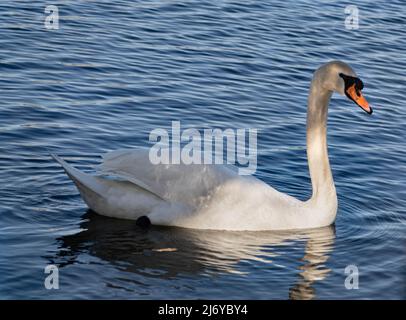 Swan sta nuotando sul lago Primavera 2022 Foto Stock