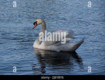 Swan sta nuotando sul lago Primavera 2022 Foto Stock