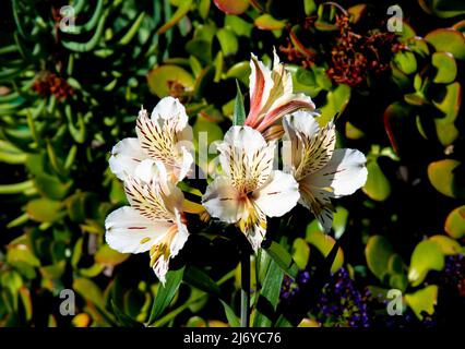 Bella fiore peruviana giglio in un giardino California. Foto Stock