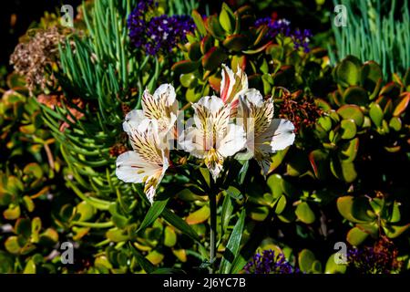 Bella fiore peruviana giglio in un giardino California. Foto Stock