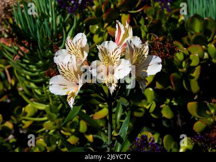 Bella fiore peruviana giglio in un giardino California. Foto Stock