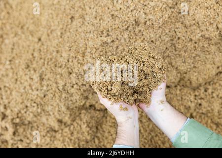 Mani di contadini maschi che detengono una manciata di chicchi di birra Foto Stock