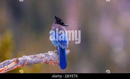 Primo piano di un vivace uccello di colore blu Steller's Jay (Cyanocitta stelleri) arroccato sul ramo dell'albero. Lungo crosted jay di montagna o jay di pino, posteriore Foto Stock