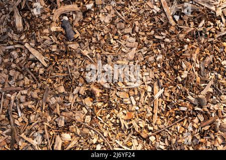 Corteccia pacciame chips trama sfondo. Pacciame di legno sul terreno. Piccole parti che si trovano intorno in orientamento caotico. Rivestimento in materiale naturale Foto Stock