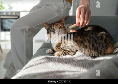 Primo piano di pettinatura femminile gatto pelliccia con spazzola, seduta sul divano. Cat grooming, pettinatura lana Foto Stock