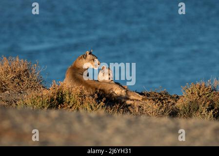 Una Puma femminile con il suo cucciolo Foto Stock