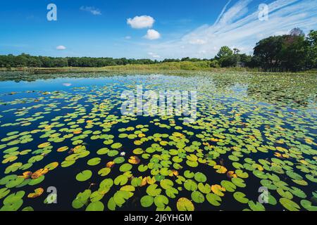 Lago Hodge Park giglio PADS a Casselberry, Florida Foto Stock