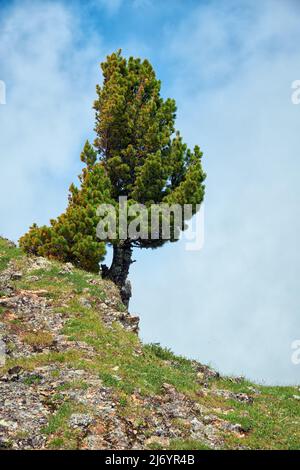 Solitario scogliera di pietra sul fianco della montagna. In cima cresce un albero di cedro. Catena montuosa di Seminsky ad Altai, Siberia. Foto Stock