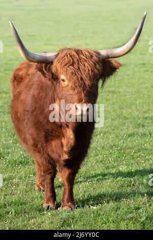 Un bestiame bruno, agato altopiano con corna lunghe si erge in un pascolo verde e si affaccia sulla macchina fotografica, in formato ritratto Foto Stock
