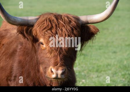 Un giovane bovino bruno e agoso con corna lunghe si erge in un pascolo verde e si affaccia sulla macchina fotografica, in formato paesaggio Foto Stock