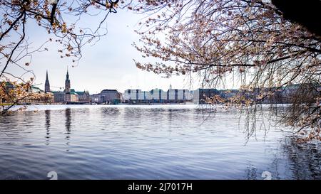 fantastica vista primaverile attraverso alberi di ciliegio sul sereno lungomare del lago binnenalster fino allo skyline di amburgo con jungfernstieg. Foto Stock