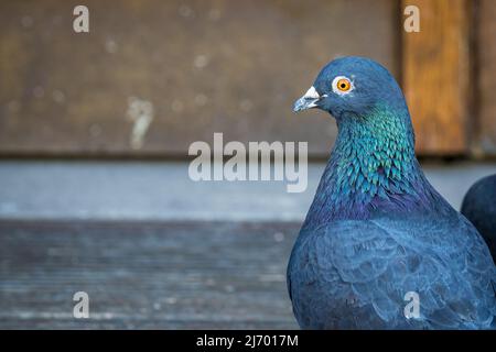 immagine orizzontale di un piccione grigio (columba livia domestica) con occhio arancione, collo verde brillante e spazio di copia sul lato sinistro. Foto Stock