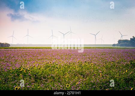 grande crescita agricola, campo di girasoli (helianthus annuus) e viola tansy (phacelia tanacetifolia) di fronte a mulini a vento a energia rinnovabile. Foto Stock