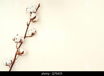 Composizione minima con pianta di cotone su sfondo beige, vista dall'alto, spazio per testo Foto Stock