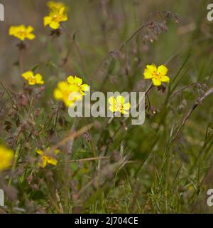 Flora di Gran Canaria - Tuberaria guttata, la rosa di roccia macroflorica macroflorica naturale o annuale Foto Stock