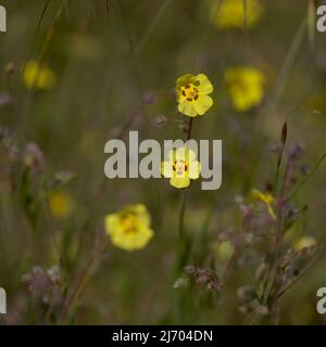 Flora di Gran Canaria - Tuberaria guttata, la rosa di roccia macroflorica macroflorica naturale o annuale Foto Stock