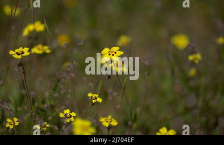 Flora di Gran Canaria - Tuberaria guttata, la rosa di roccia macroflorica macroflorica naturale o annuale Foto Stock