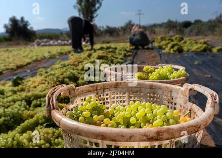 uva tipo 'sultani'. L'annata è fatta nel mese di agosto; le uve sono prima sparse nella “pentola” e poi su un terreno o superficie di cemento chiamato “espositore” Foto Stock