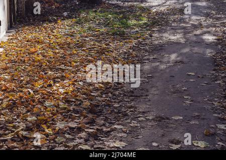 Percorso asfaltato coperto da foglie cadute nel parco della città. Stagione verde. Nessuna gente. Una soleggiata giornata autunnale. Foto Stock