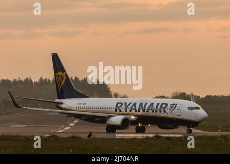 Aeroporto di Cork, Cork, Irlanda. 05th maggio 2022. Una lepre siede sul lato della pista e guarda un Ryanair Boeing 737 taxii sulla pista per un volo a Poznan dall'aeroporto di Cork, in Irlanda. - Picture David Creedon Credit: David Creedon/Alamy Live News Foto Stock