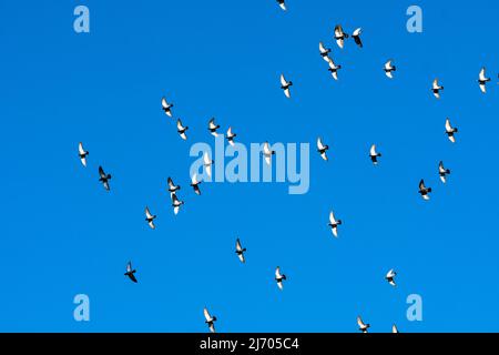 gregge di piccioni che volano su uno sfondo blu del cielo nella luce solare concetto libertà Foto Stock