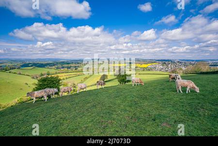 Tori su campi Devon e prati da un drone, English Village, Inghilterra, Europa Foto Stock