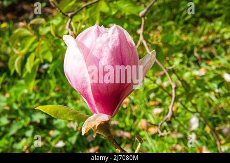 Kvetouci Sacholan Soulangeuv, magnolie Soulangeova, Magnolia x Soulangeana, Soulangiana, 29. dubna zahrade v Pruhonicich u Prahy.—primo piano di volata Foto Stock