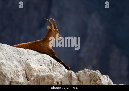 Femmina Ibex poggiato su una roccia nelle Alpi Giulie, Slovenia Foto Stock