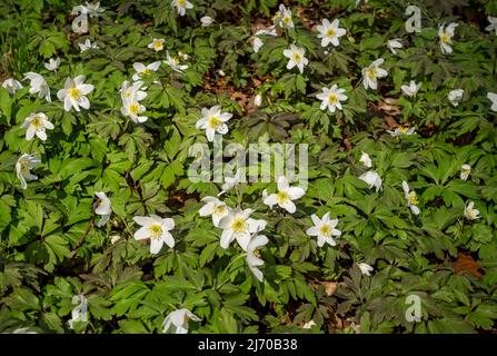 Anemoni selvaggi legno anemone nemorosa ranunculaceae fiori da vento che crescono nel bosco fiori bianchi fioritura in primavera Inghilterra Regno Unito Gran Bretagna Foto Stock