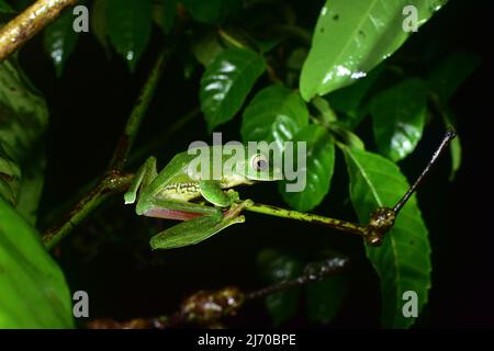 Malabar Gliding Frog, Amboli, Sindhudurg, Maharashtra, India Foto Stock