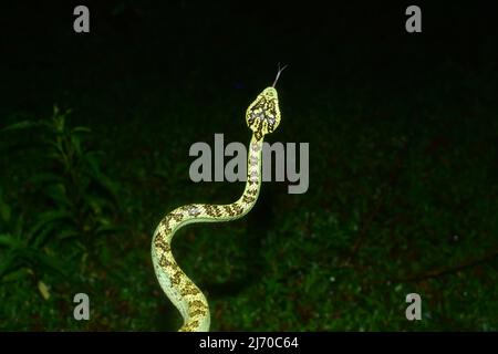 Malabar Pit Viper, Amboli, Sindhudurg, Maharashtra, India Foto Stock