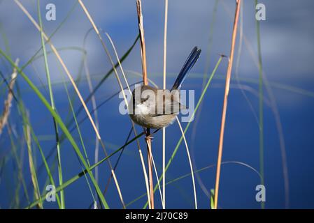 Nonbreeding maschio superba fata-wren, con piumaggio marrone opaco e coda blu, con la testa girata mentre arroccato su una canna sottile vicino ad un lago Foto Stock