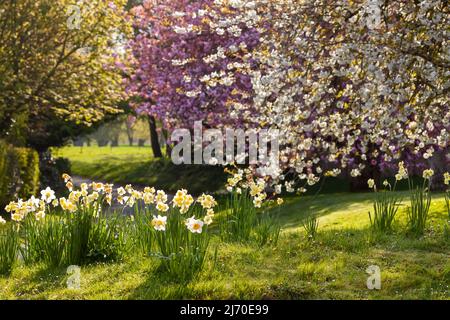 Alba di primavera in natura con alberi di ciliegio e narcisi. Paesaggio stagionale nel Norfolk Inghilterra Foto Stock