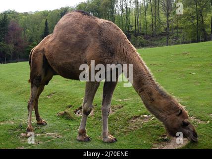 Il dromedario, Camelus dromedarius, noto anche come cammello arabo o monodomipo, è una specie di mammifero del genere cammelli del Vecchio mondo. Foto Stock