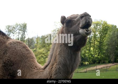 Il dromedario, Camelus dromedarius, noto anche come cammello arabo o monodomipo, è una specie di mammifero del genere cammelli del Vecchio mondo. Foto Stock