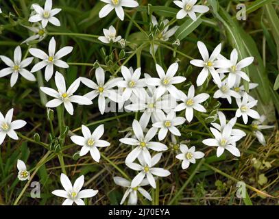 Milk Star, Ornithogalum umbellatum è un bellissimo fiore in fiore ed è anche chiamato la Stella di Betlemme Foto Stock