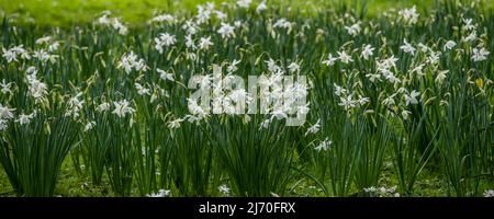 Un'immagine panoramica dei narcisi bianchi dei Daffodils che crescono nei giardini di Trenance a Newquay in Cornovaglia nel Regno Unito. Foto Stock