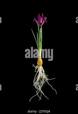 Iris reticulata " George'. Foto Stock