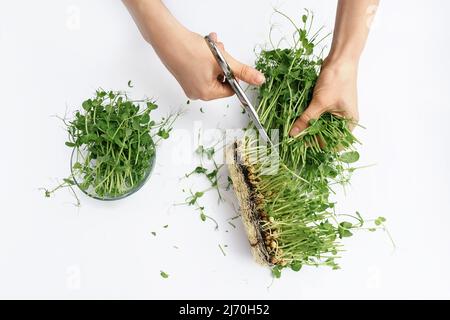 Le mani femminili tagliano i germogli di piselli verdi del microgredo dai semi e dalle radici con le forbici del metallo in una piastra di vetro trasparente. Il concetto di vegan e di alimentazione sana. Germinazione di semi a casa. Foto Stock