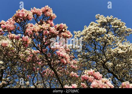 Fiori di magnolia in fiore contro un cielo blu chiaro Foto Stock