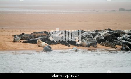 Foche sulla sabbia sulla costa scozzese Foto Stock