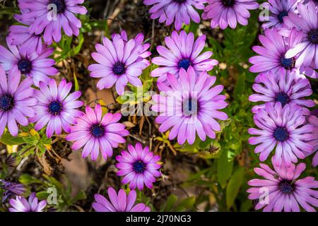 Osteosperma viola in primavera nel sud della Francia, da vicino Foto Stock