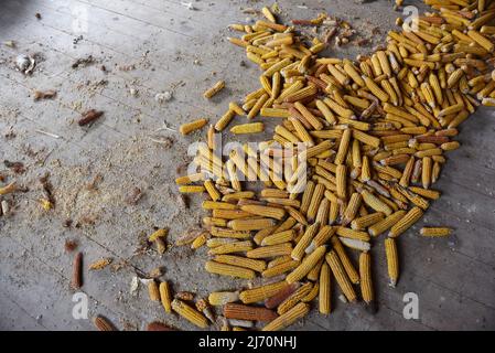 Pannocchie di mais su pavimento in legno in un casale sporco abbandonato Foto Stock