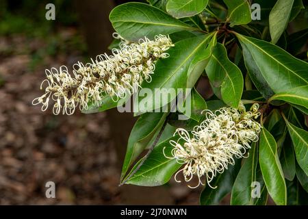 Buckinghamia celsissima, Curl avorio in Geelong Botanical Gardens Foto Stock